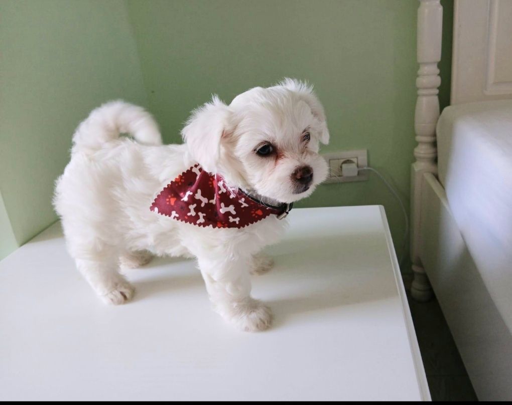 Bichon maltez talie  mica