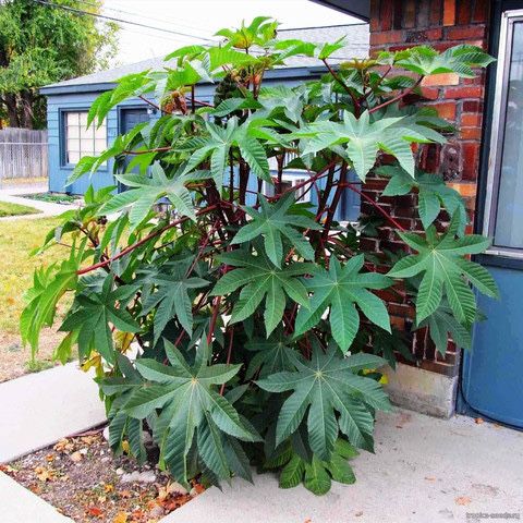 Семена Клещевины