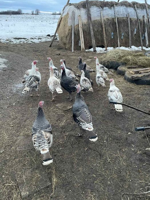 Домашно отглеждани гъски, пуйки и петли за продажба.