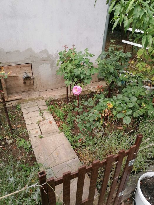 butași de trandafiri maturi toate culorile