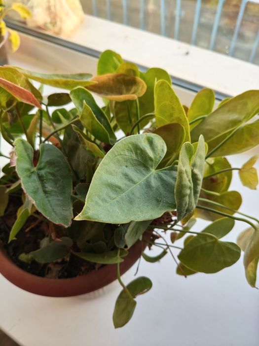 Отводок цветка антуриум