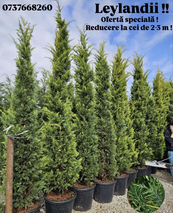 Super Ofertă Leylandii 2–3 m – Gard viu instant!