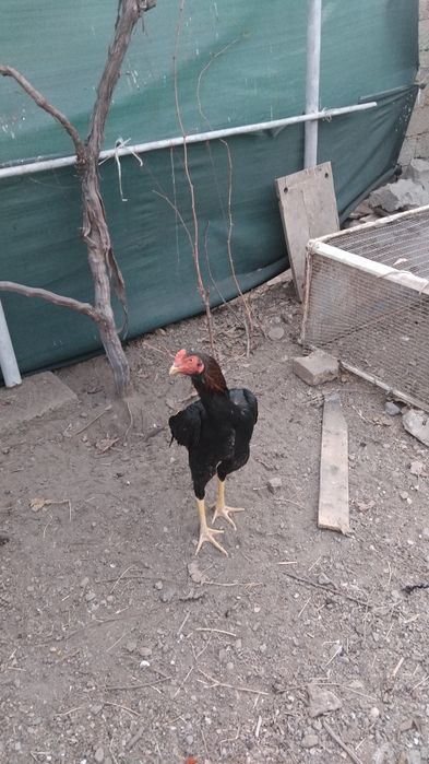 Dakan xoroz sotiladi