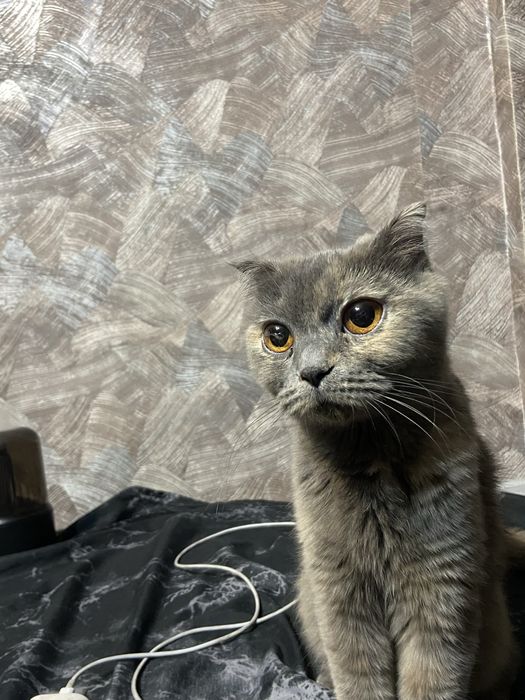 Отдам пародистую кошку в хорошие руки