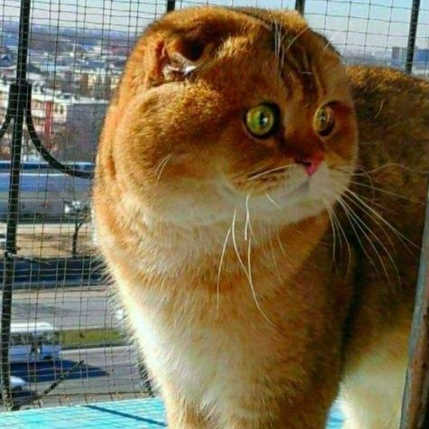 Продаётся девочка серебристая скотишфолд,шиншилла.