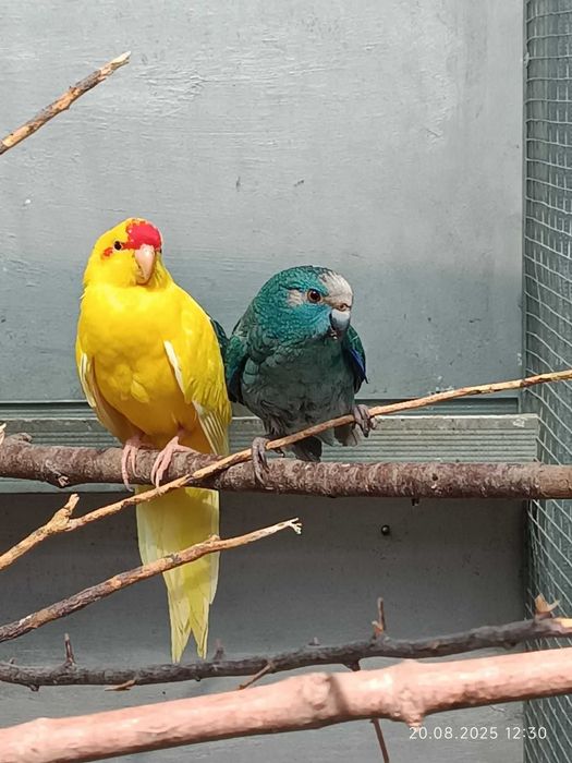 Ято Корели и Какарики