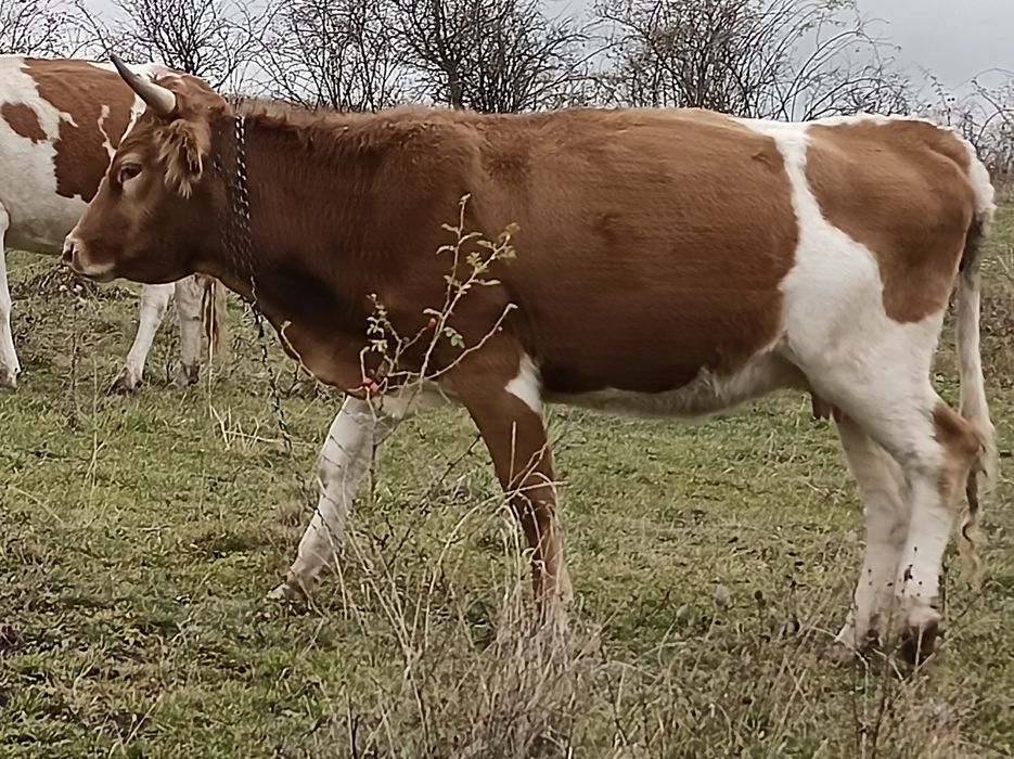 Vînd 3 vaci cu viței fătate recent