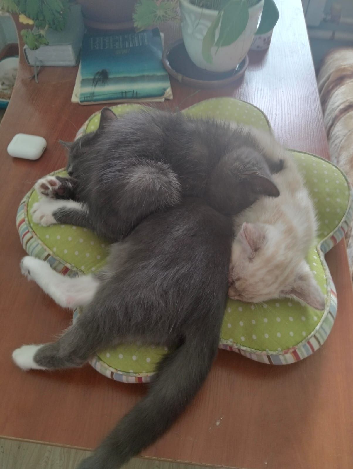 Котята два мальчика и девочка