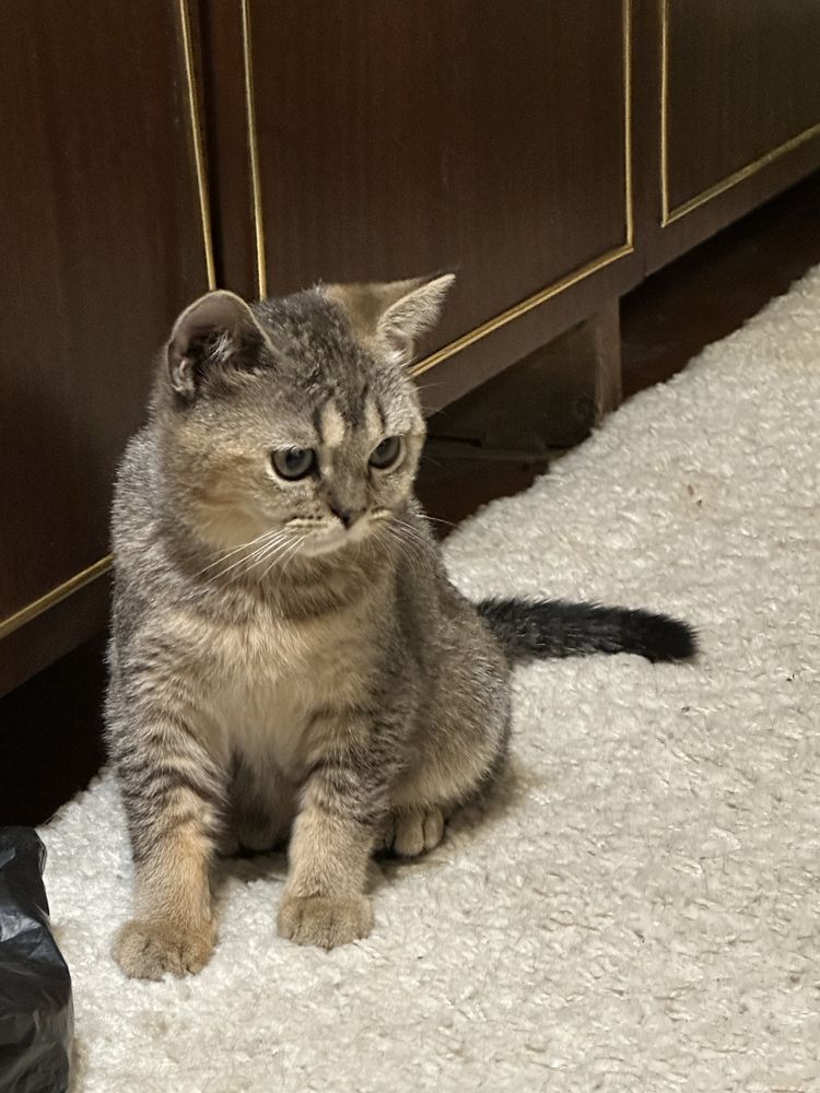 Котята скоттиш страйт скотиш фолд золотая шиншилла британская вислоуха