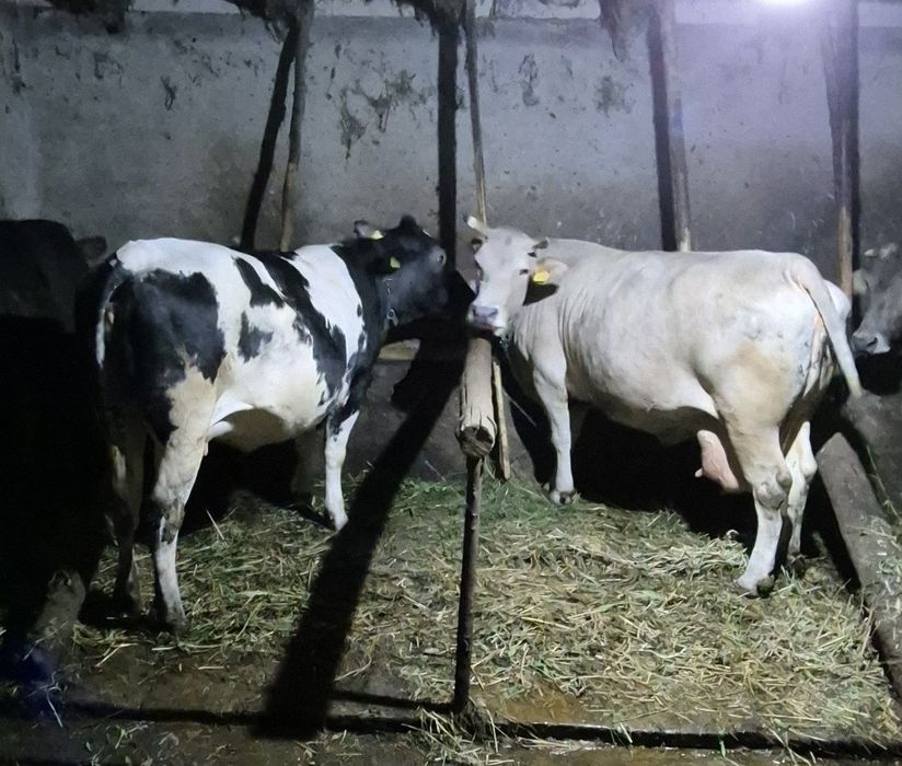 Vand vaca si jurica  gestante. Pret 7500 buc