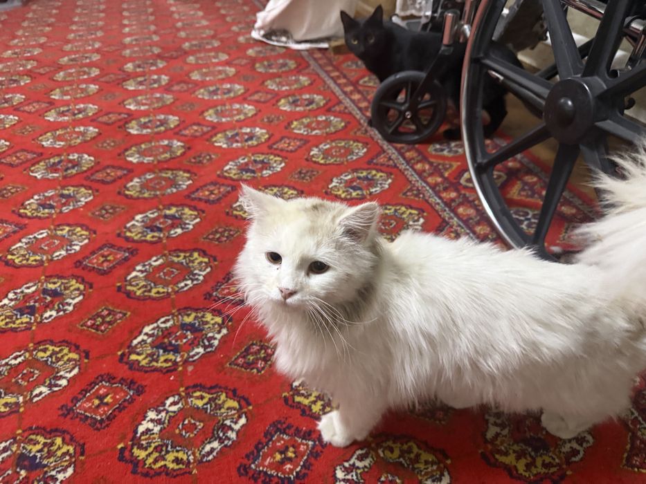 Отдам кота в хорошие руки