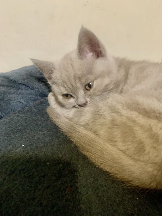 Шотландски клепоухи котенца