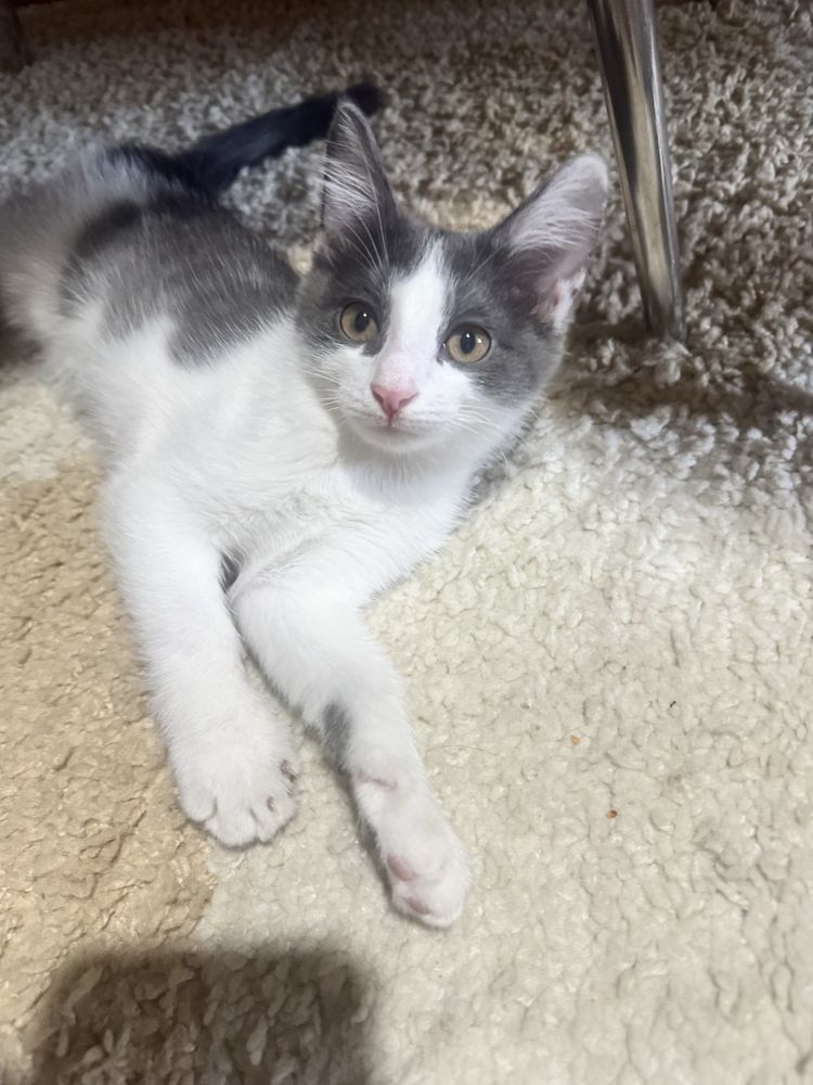 Котик 2,5 месяца