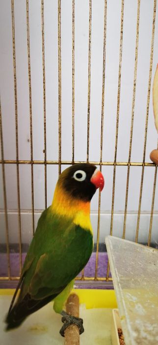Vand pereche agapornis papagali
