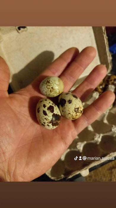Comercializez ouă de prepelite