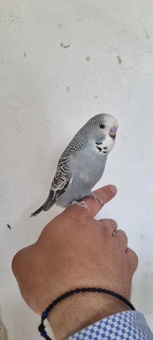 Papagali/papagal perus/perusi standard