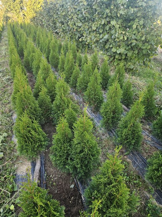 Tuia Smaragd aclimatizat tuja 60 - 80 cm ideal gard viu