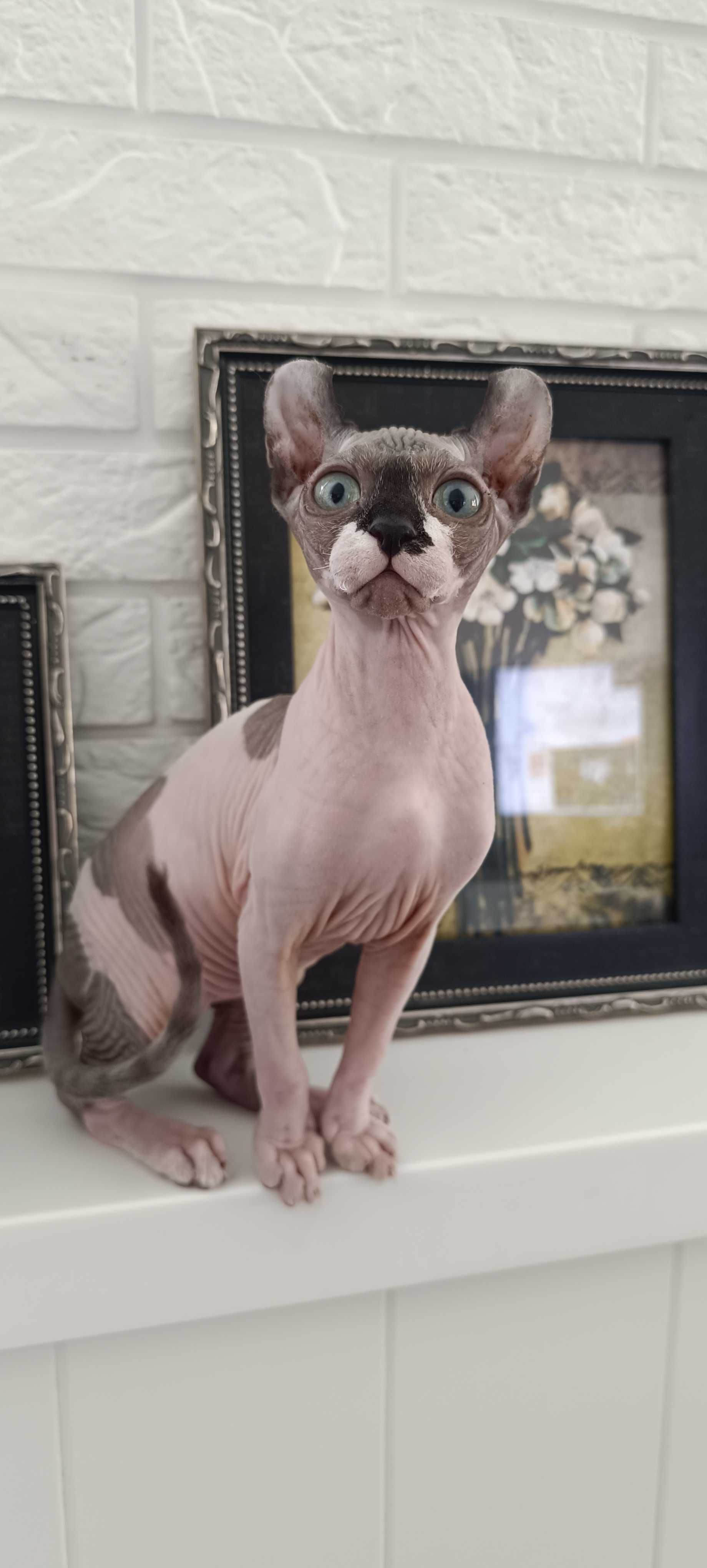 Бронь на котят сфинкс Эльф