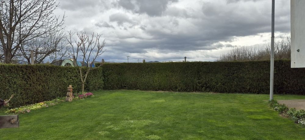 ТУЯ ИЗТОЧНА Висока 1.5м+