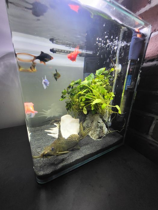 Vand sanitar, peste pisica