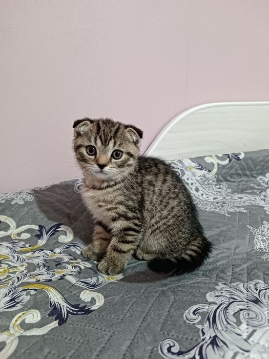 Котенок вислоушка