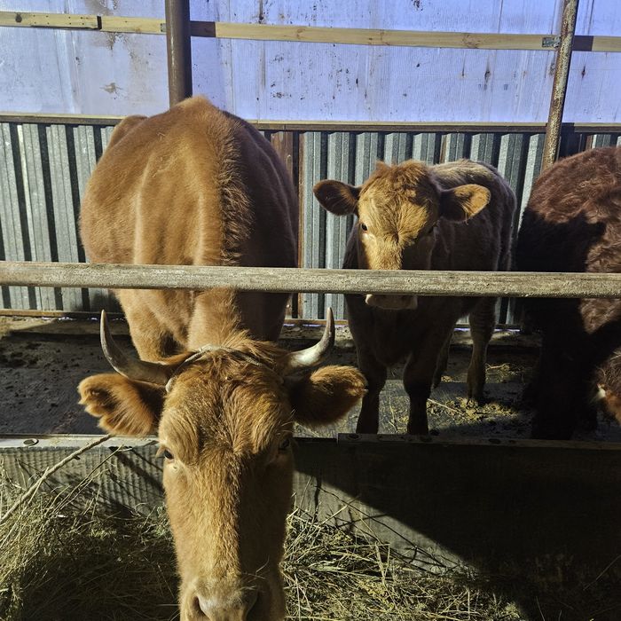 Продам Карову Сиыр сатам