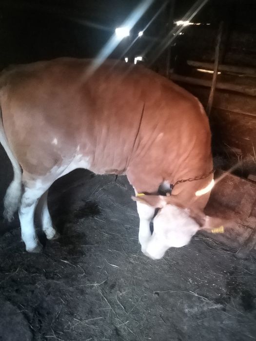 Vaca cu vitea balțată