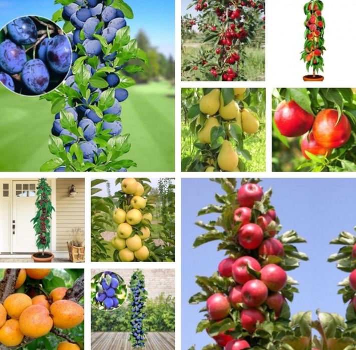 Vând Pomi fructiferi  anul 2