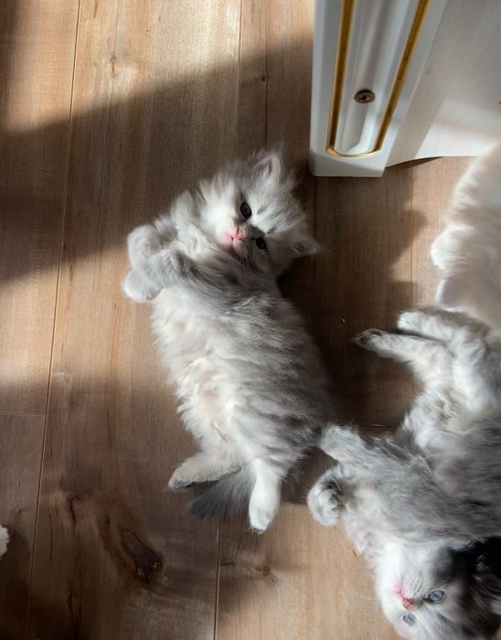 продается котята