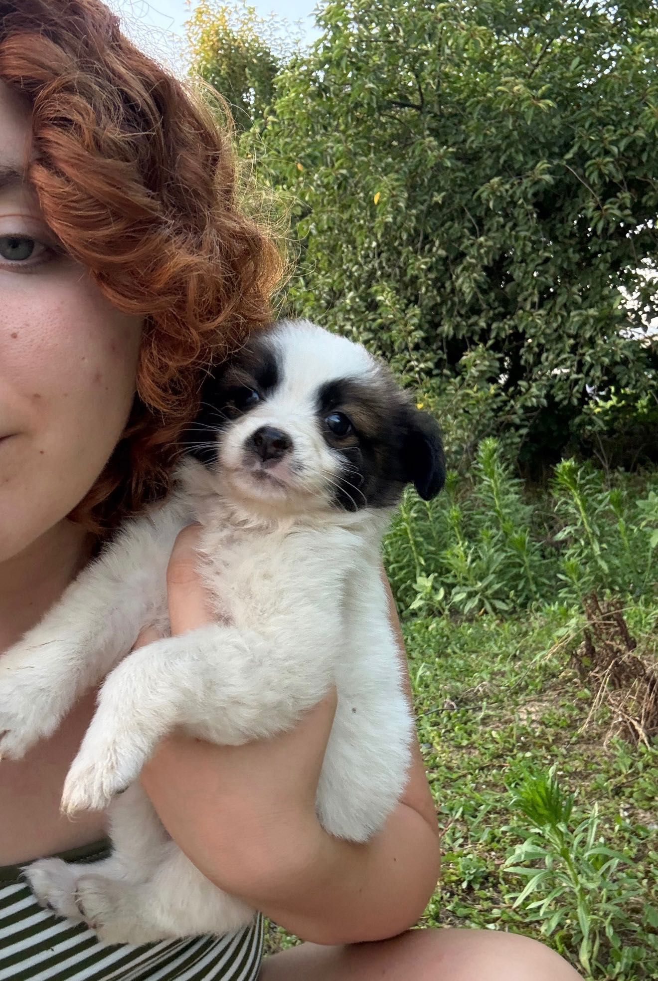 Cățeluși spre adopție