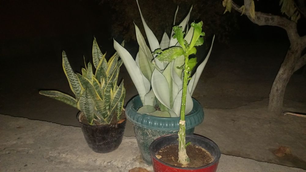 Gullar sotiladi.