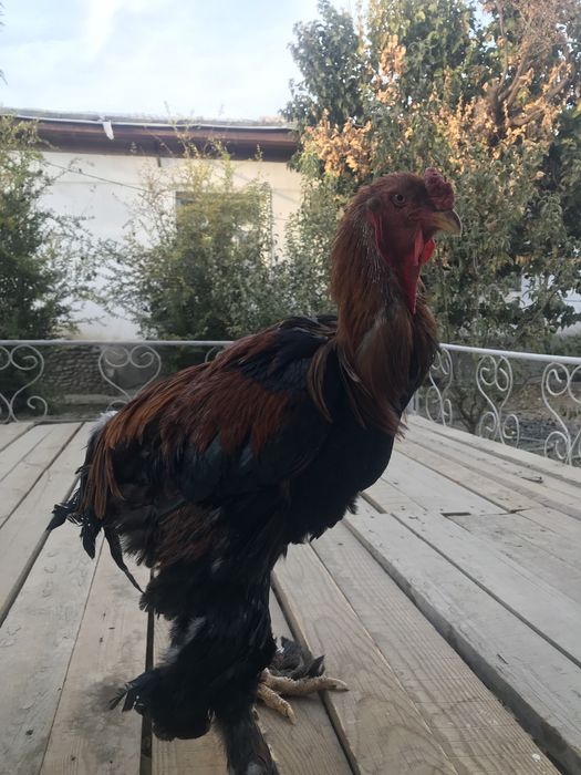 Xoʻroz tovuqlar