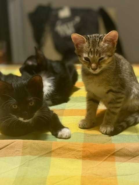Подарявам котенца – домашни, игриви, свикнали с тоалетна