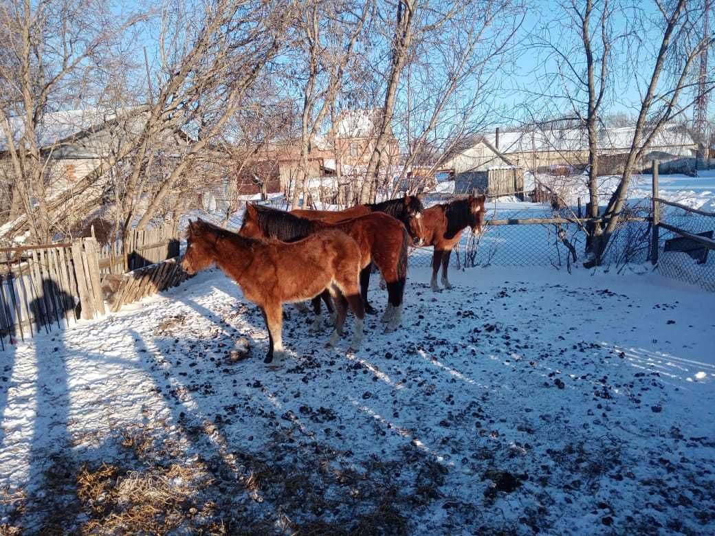 Продам лошадей, 4 головы.