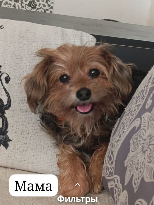 Щенки 1,5 месяца