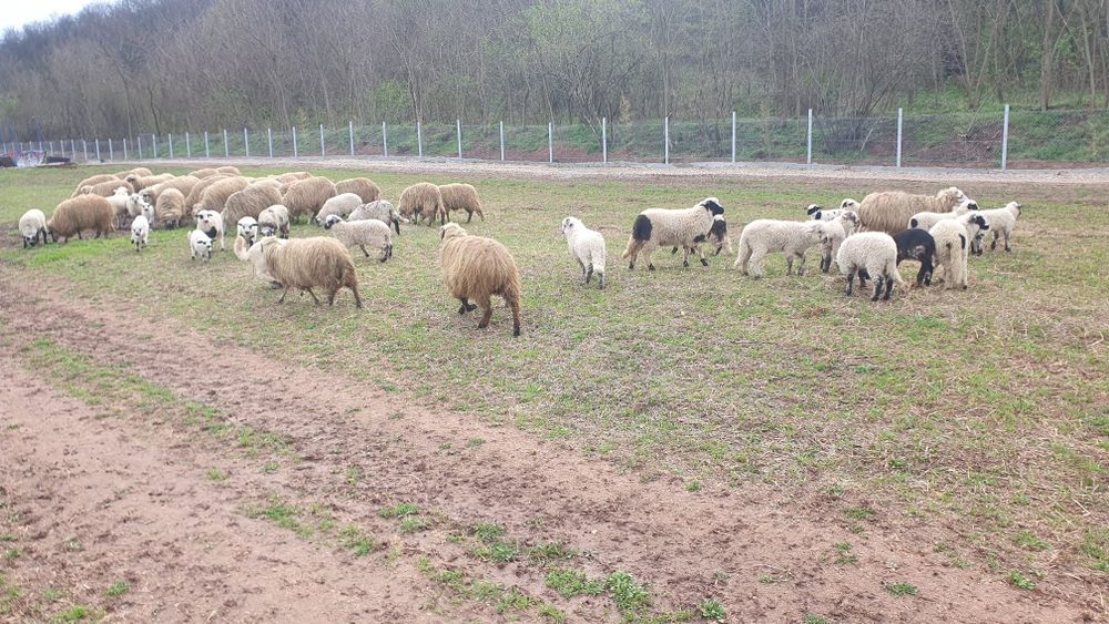 Vand oi oachese 30 bucati