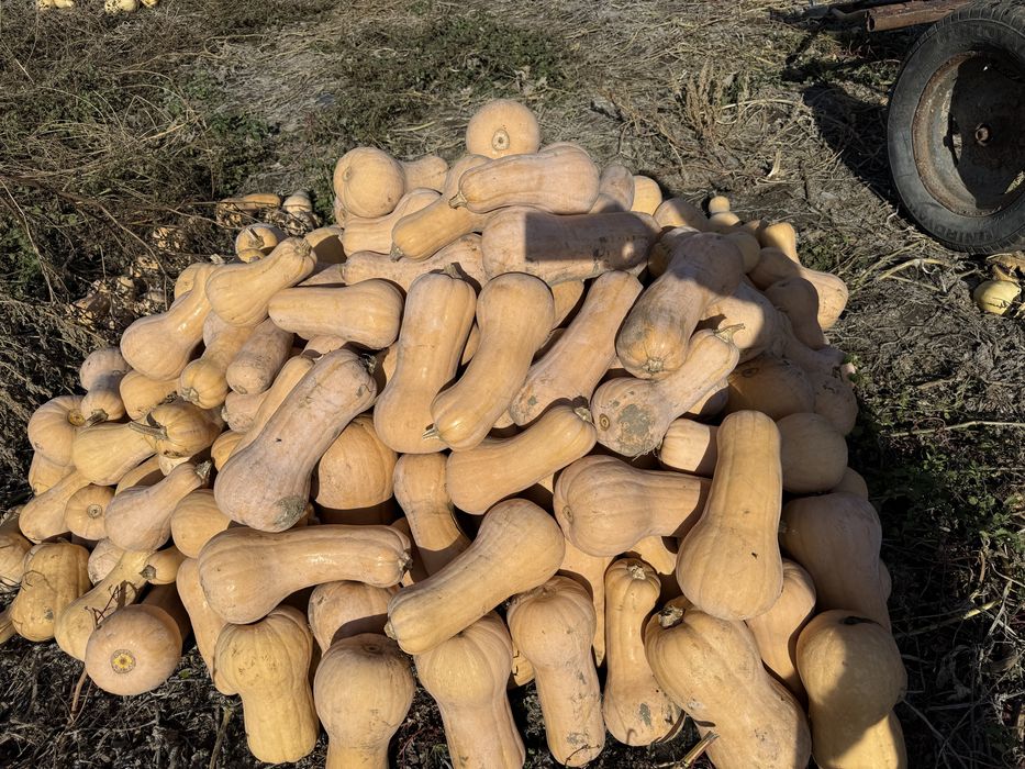 Vand dovelci placintari