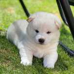 De vanzare puiut Shiba Inu alb , superb. Optional Livrare!