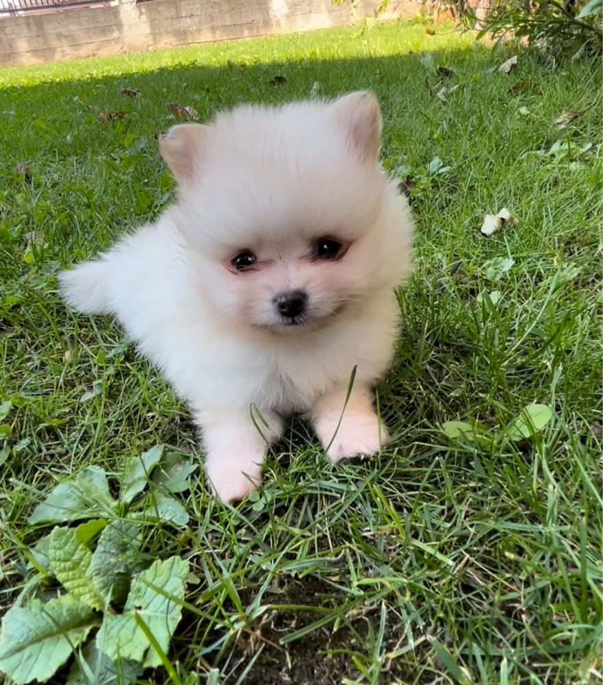 Pomeranian mascul, alb, talie mica
