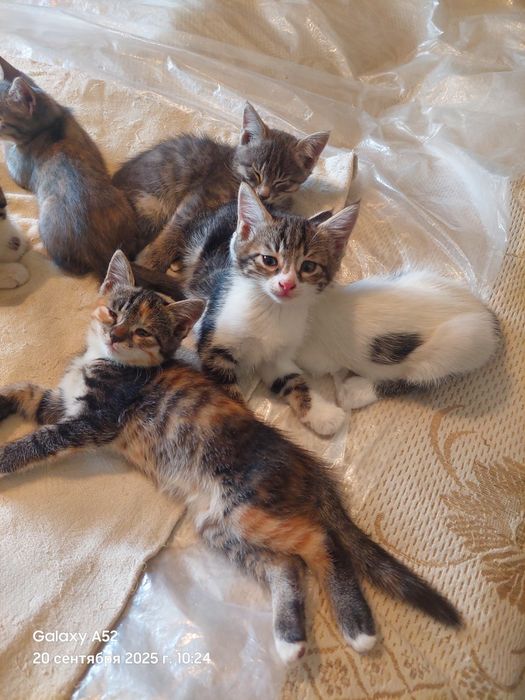 Котята в добрые руки