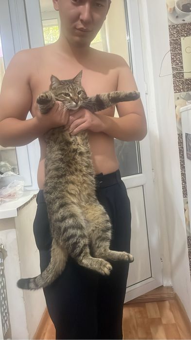 Отдам кошек кошку в добрые руку