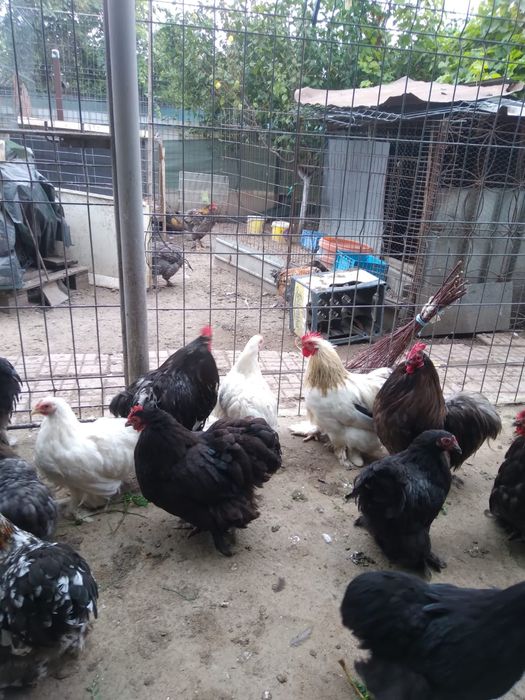 Vand cochinchina pitic