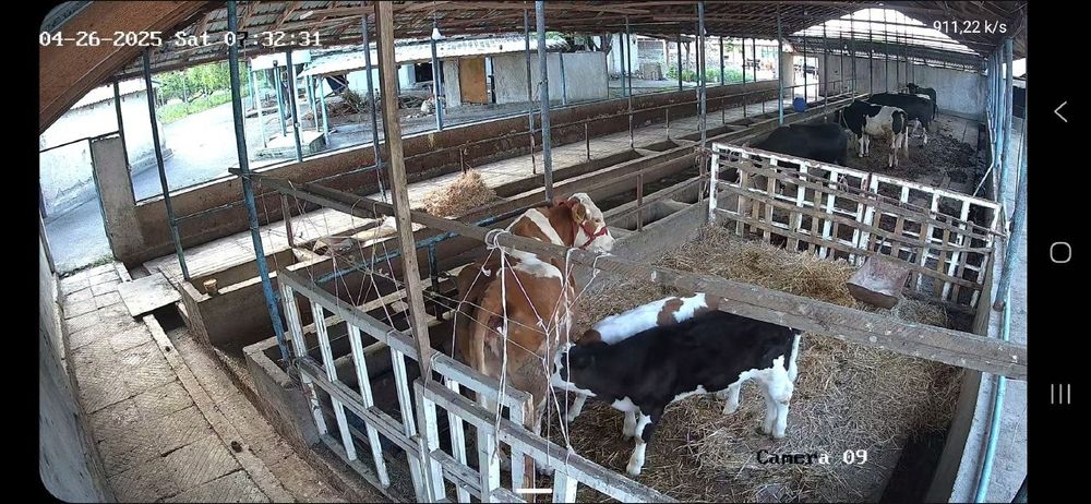 Ферма сотилади. Паркент тумани.