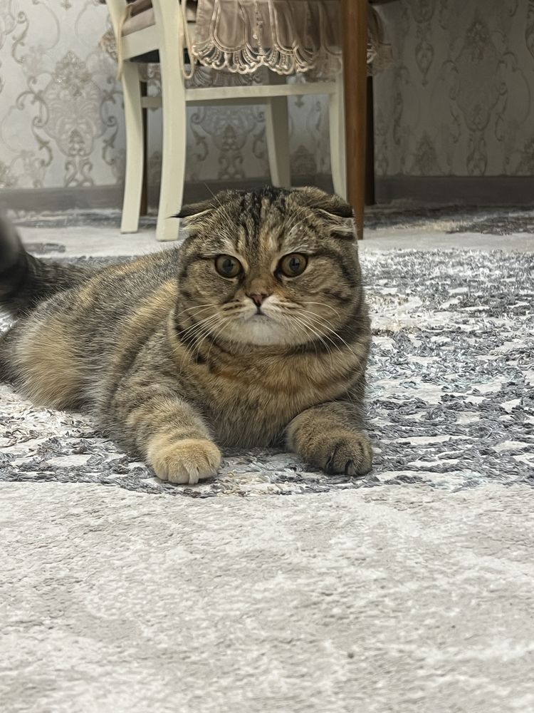 Кошка пародистая