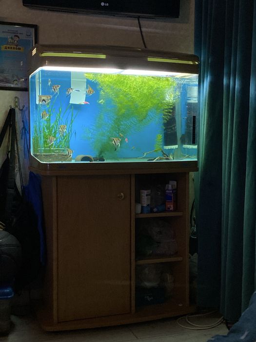 Аквариум из москвы.