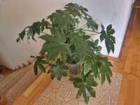 Planta Fatsia Japonica (Aralia japoneza)