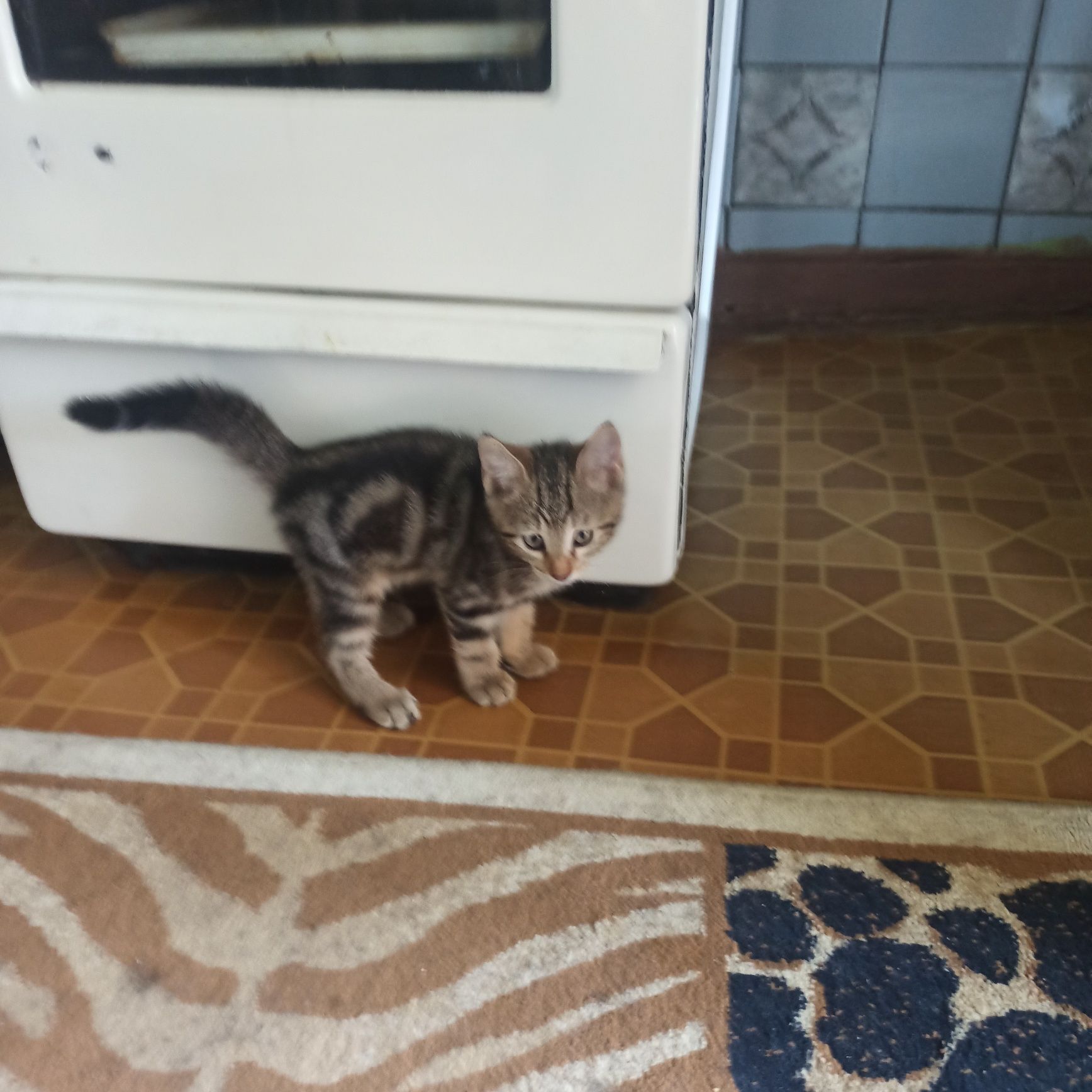 Котенок бенгальский
