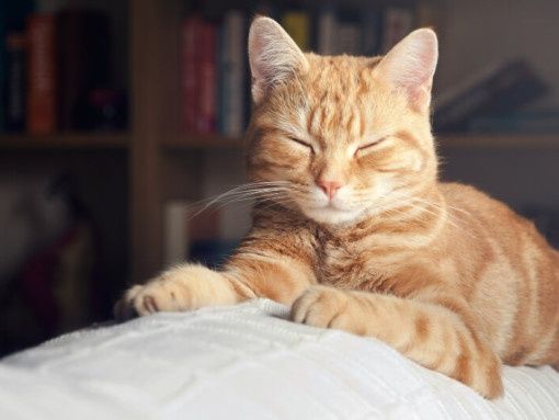 Котенок срочно ищет дом