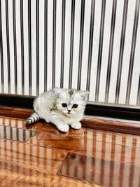 Scottish fold