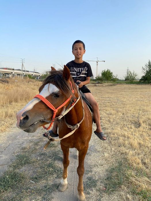 Poniy ot arab 8 yosh